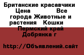 Британские красавчики › Цена ­ 35 000 - Все города Животные и растения » Кошки   . Пермский край,Добрянка г.